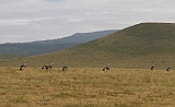 View in the crater with crey crowned cranes